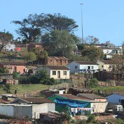 ...die häufig sehr schlecht entwickelt sind