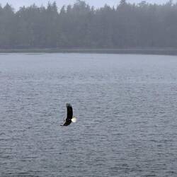 Weisskopfseeadler