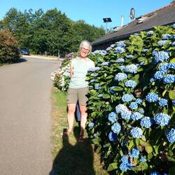 Des petits hortensias.