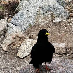 Mit Vogel