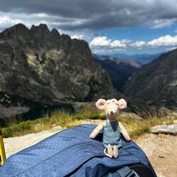 Wandermaus hoch oben