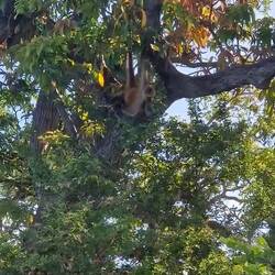 Spinnenaffe, Isletas de Granada