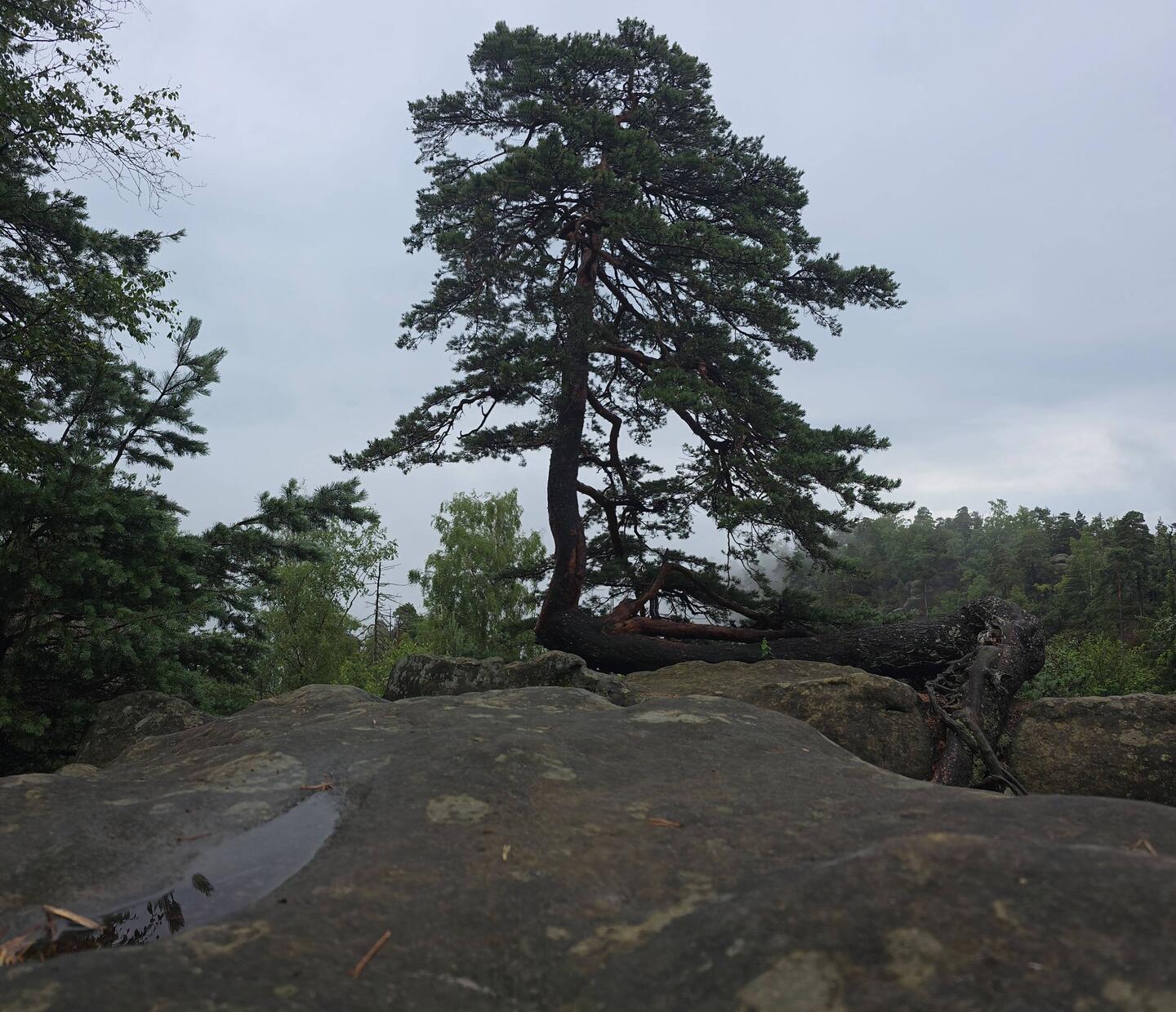 Irre wie der Baum dort wächst