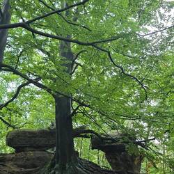 Was ein Baum