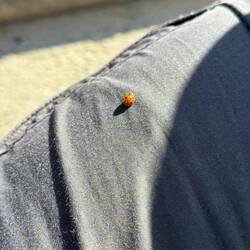 Ein heimlicher Begleiter