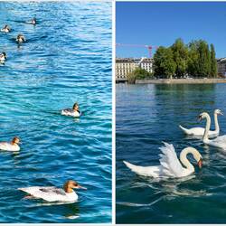 Grebes and swans a-swimmin' on the Rhône River — Geneva.