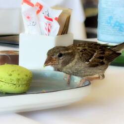This little bird has a discerning taste in dessert 😊 — Geneva.