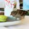This little bird has a discerning taste in dessert 😊 — Geneva.