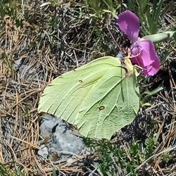 Viele Schmetterlingsarten gesehen...