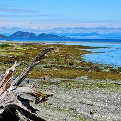 Driftwood along beach at Port Hardy