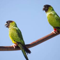 Nanday Parakeet