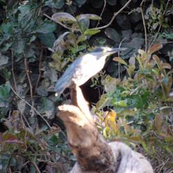 Striated Heron