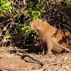 Capibara