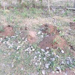 Maulwürfe sind nichts gegen Gürteltiere