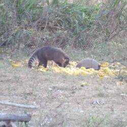 Nasenbär und Gürteltier