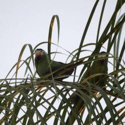 Red shouldered macaw
