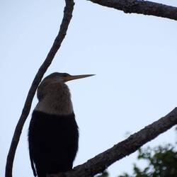 Anhinga