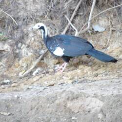 Blue throated piping guan