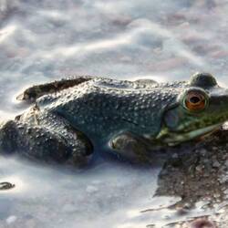 Amerikanischer Ochsenfrosch