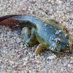 metamorphosierte Jungfrosch