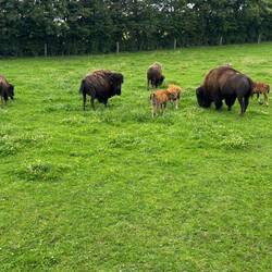 Calves are much lighter than adults