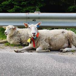 Wegelagerer an der Hauptstraße