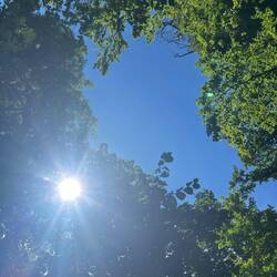 Friedwald im Elm
