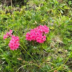 Hier blühen noch Alpenrosen