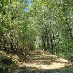 Offroad durch den Wald