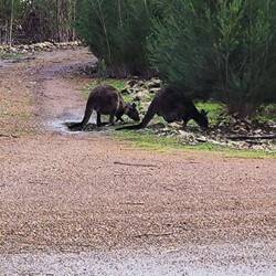 Kangaroo, Mama rechts ist schwanger, hat ein Joey