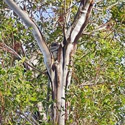 Erste Koala Sichtung, aber sehr hoch