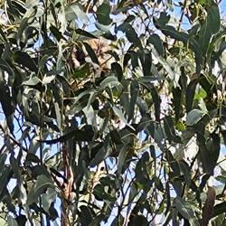 Baby Koala, frisch von Mama getrennt