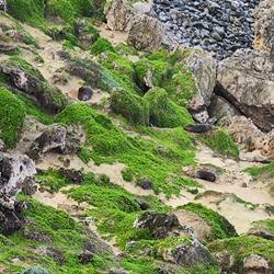 Neuseeländische Seebären an der Küste