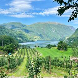 Obstplantage mit Fjordblick