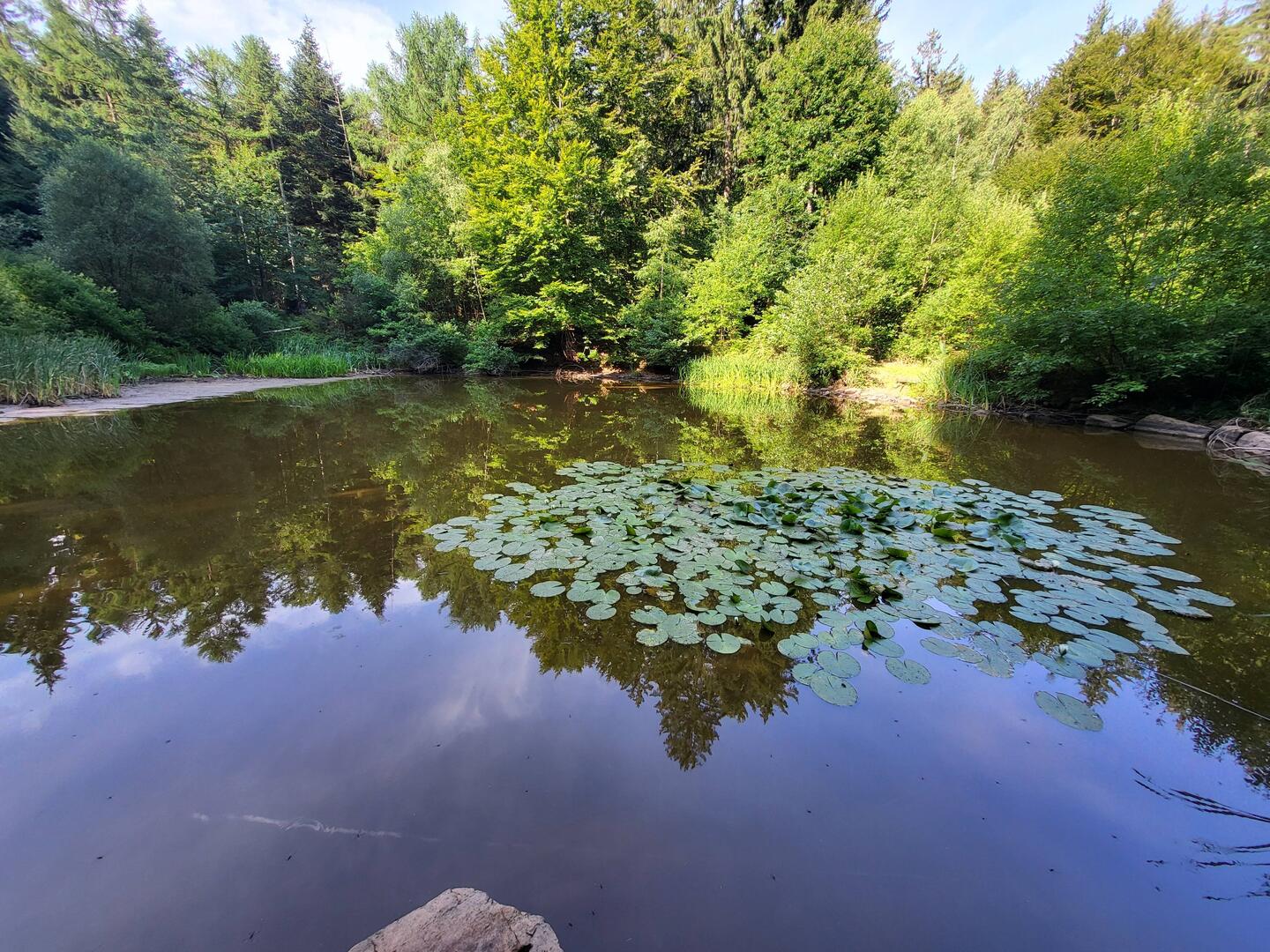 Der Reihersee bei Neunkirchen