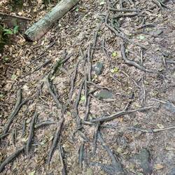 Wurzelwerk macht das Laufen nicht einfacher