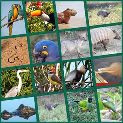 Eine kleine Auswahl an Tieren