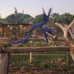 Abendlicher Vogelflug