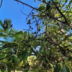 Neben einem Zitronen- & Feigenbaum, gibt es auch einen Mangobaum & der trägt in diesem Jahr sehr gut