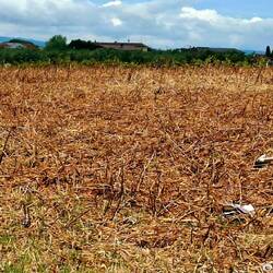 Tussen de huizen veel zwerfvuil. Nog niet zo erg als in Charleroi.