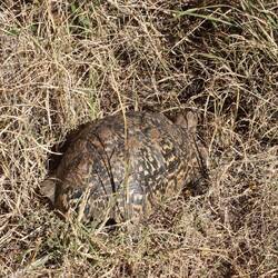 ...treffe ich auf eine Leopardenschildkröte