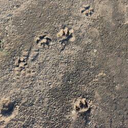 Auch sehe ich Fußspuren von Raubtieren im Sand