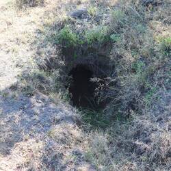 Unzählige Bauten der Stachelschweine sind direkt am Weg zu sehen