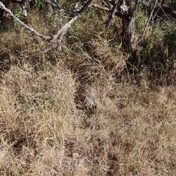 Im dichten Getrüpp kaum zu sehen...