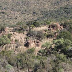 ...von den Felsen höre ich ein Tier immer wieder schreien