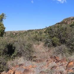 Irgendwann endet der Pfad im dichten Gestrüpp...
