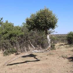 Manche Bäume können um die Ecke wachsen