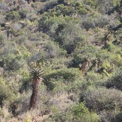 Den ganzen Tag werde ich von großen Aloe-Vera Bäumen begleitet...