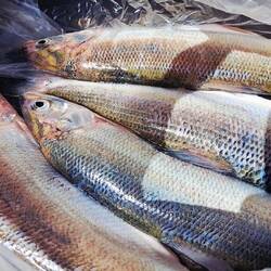 Frischer Fisch
