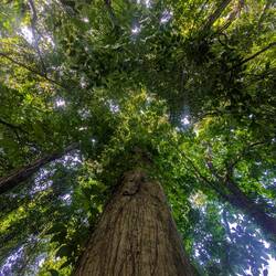 Urtümlicher Wald mit unglaublich diverser Pflanzenwelt.